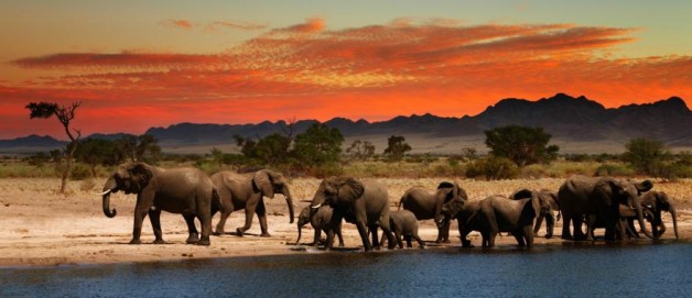 Africa-Savannah-Elephants-at-Sunset-LT-Header
