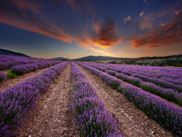 Beautiful-Lavender-Fields-Of-France5