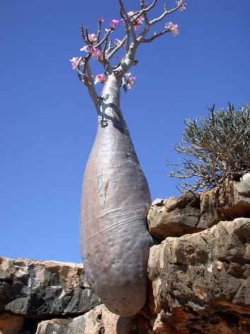Socotra06