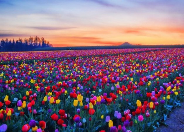 the-amazing-tulip-farm